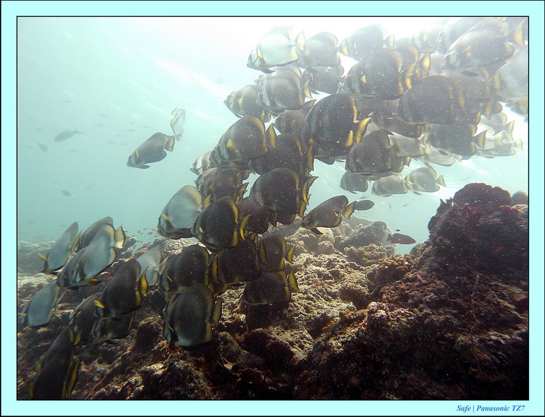 2011 - 08 - Borneo - Sipadan 022